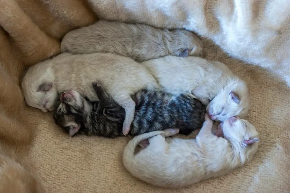 В каком возрасте ходят котята. Когда котята открывают глаза. когда у котят открываются глаза. когда котята открывают глазки.