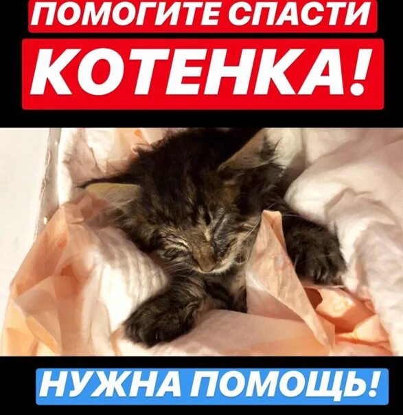 Кому нибудь нужна помощь. Помогите спасти котят. котятам нужна помощь. помогите вылечить котят.