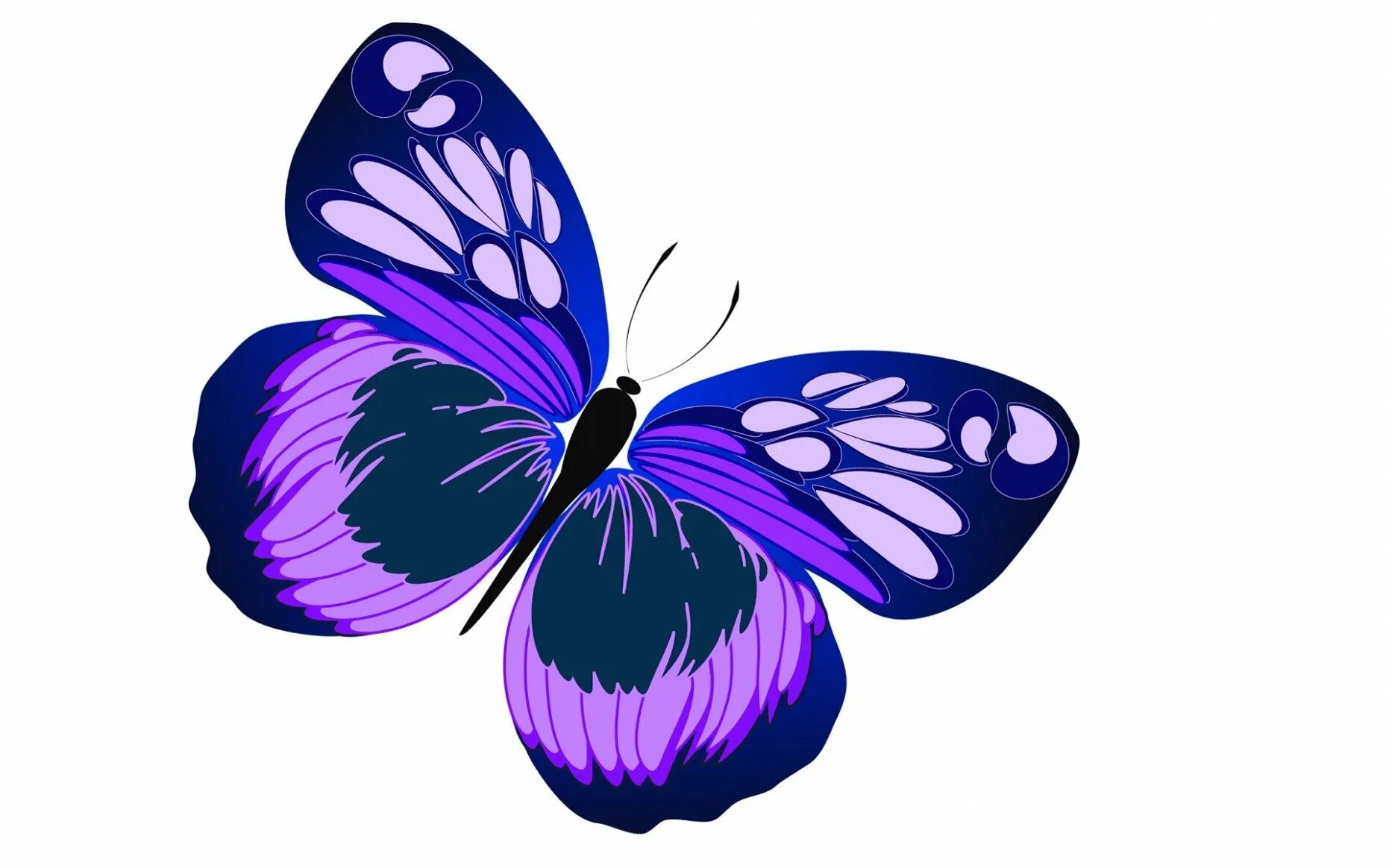 Фиолетовые бабочки картинки. Яркие бабочки на прозрачном фоне. Бабочка рисунок. Бабочка фиолетовая. Сиреневые бабочки.