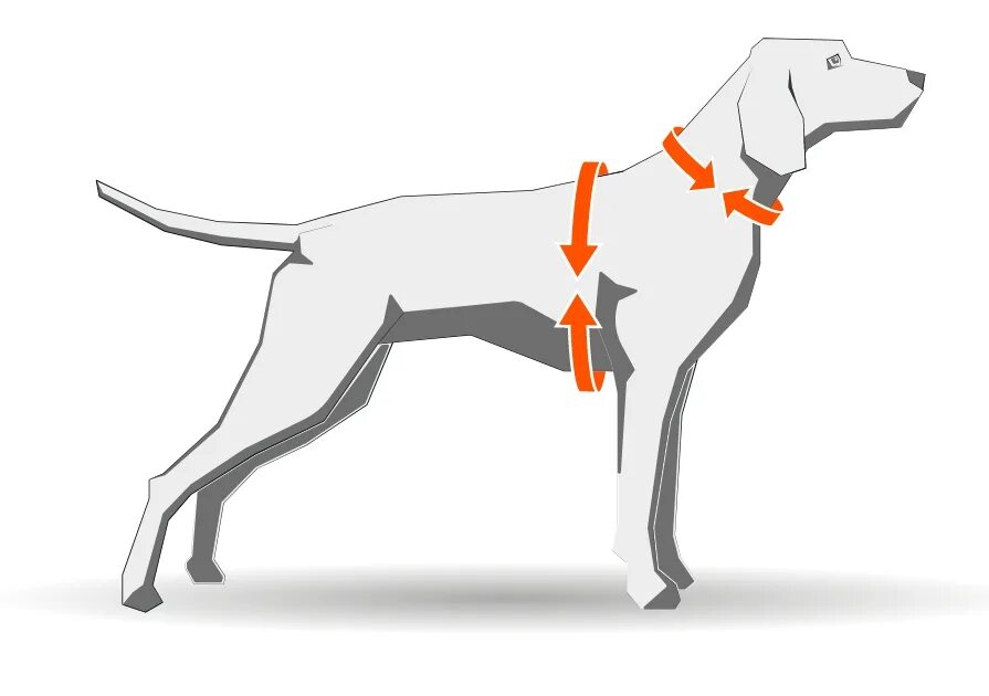 Как подобрать шлейку для собаки. Замеры для шлейки. Измерение собаки для шлейки. Замеры собаки для шлейки. Шлейка для собак Размеры.