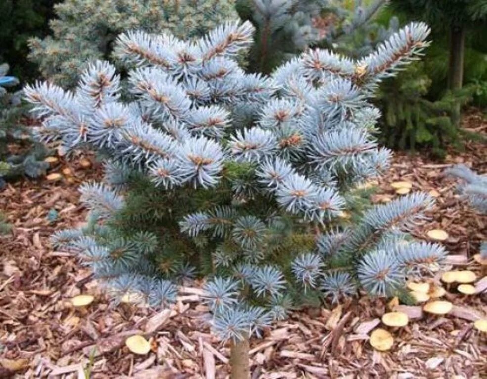 Ель колючая pungens. Picea pungens Nidiformis Kalous. Ель колючая 'Nidiformis Kalous'. Picea pungens Kosno. Ель колючая Скотти.