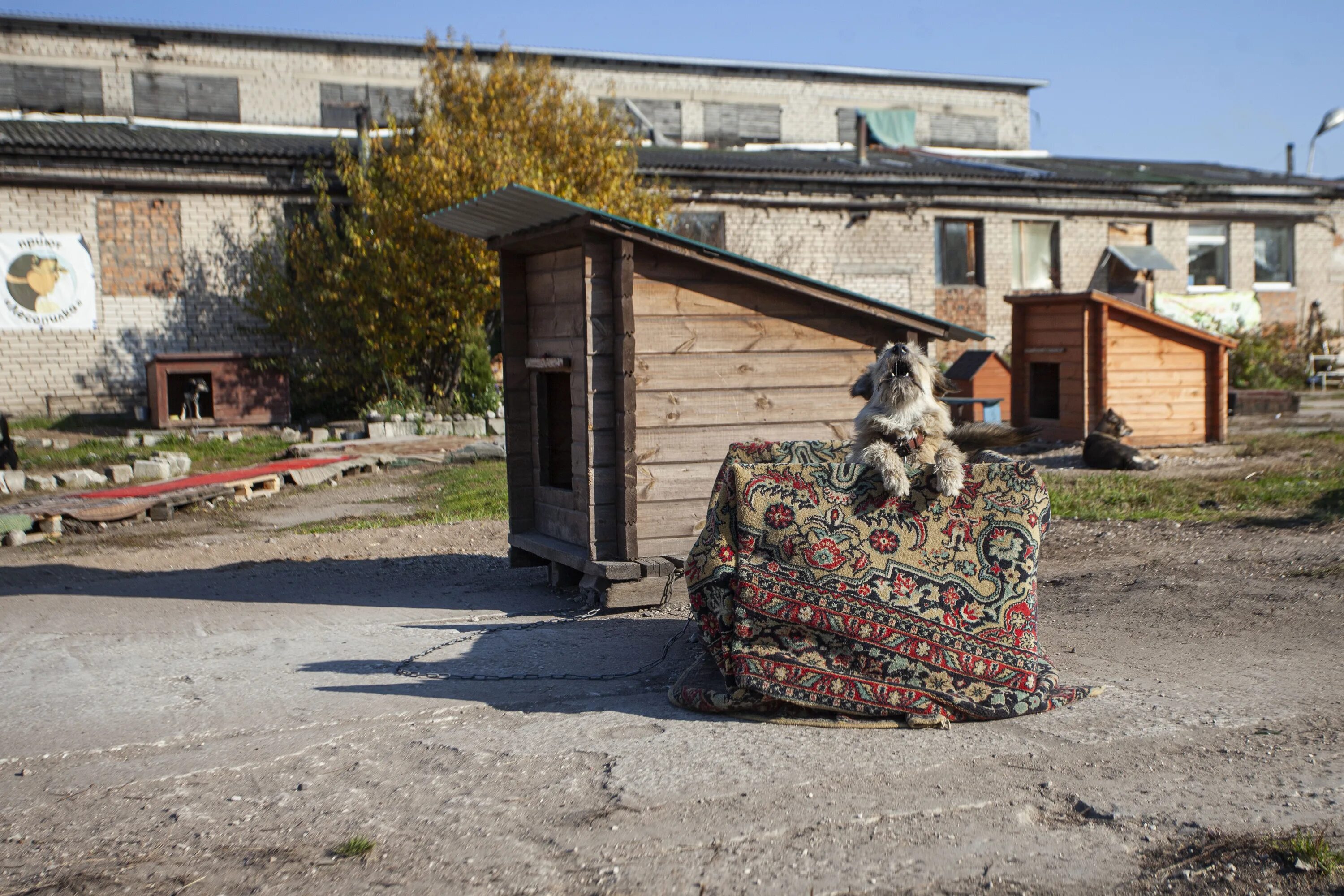 Приют лесопилка. Приют Лесопилка Псков. Лесопилка Псков приют для животных. Собачий приют Псков Лесопилка фото собак. Приют Лесопилка Псков куда переезжает.