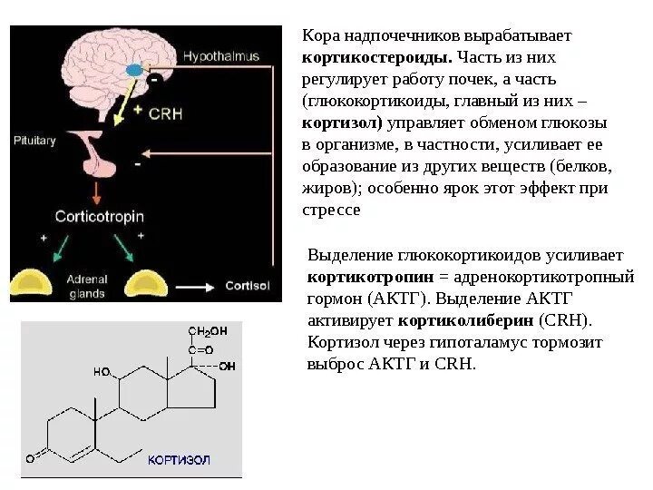 Гормоны коры надпочечников (кортикостероиды). Влияние глюкокортикостероидов на организм. Глюкокортикоиды вырабатываются. Глюкокортикоиды механизм. Образование глюкокортикоидов.
