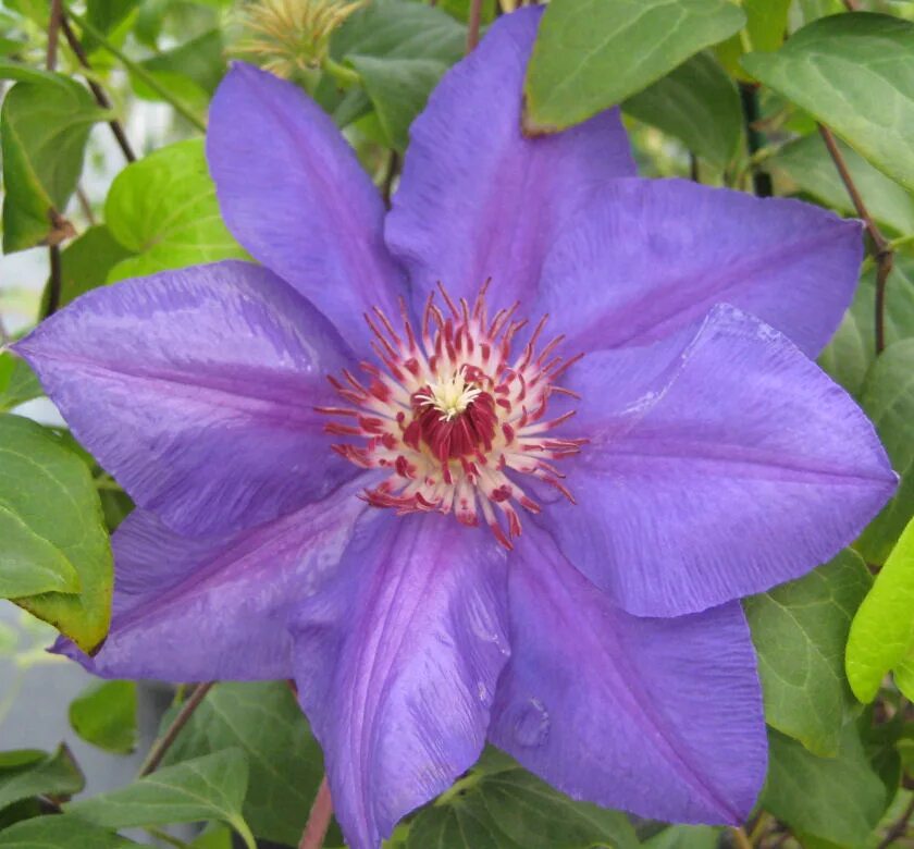 File:Clematis Ramona 1zz.jpg - Wikimedia Commons
