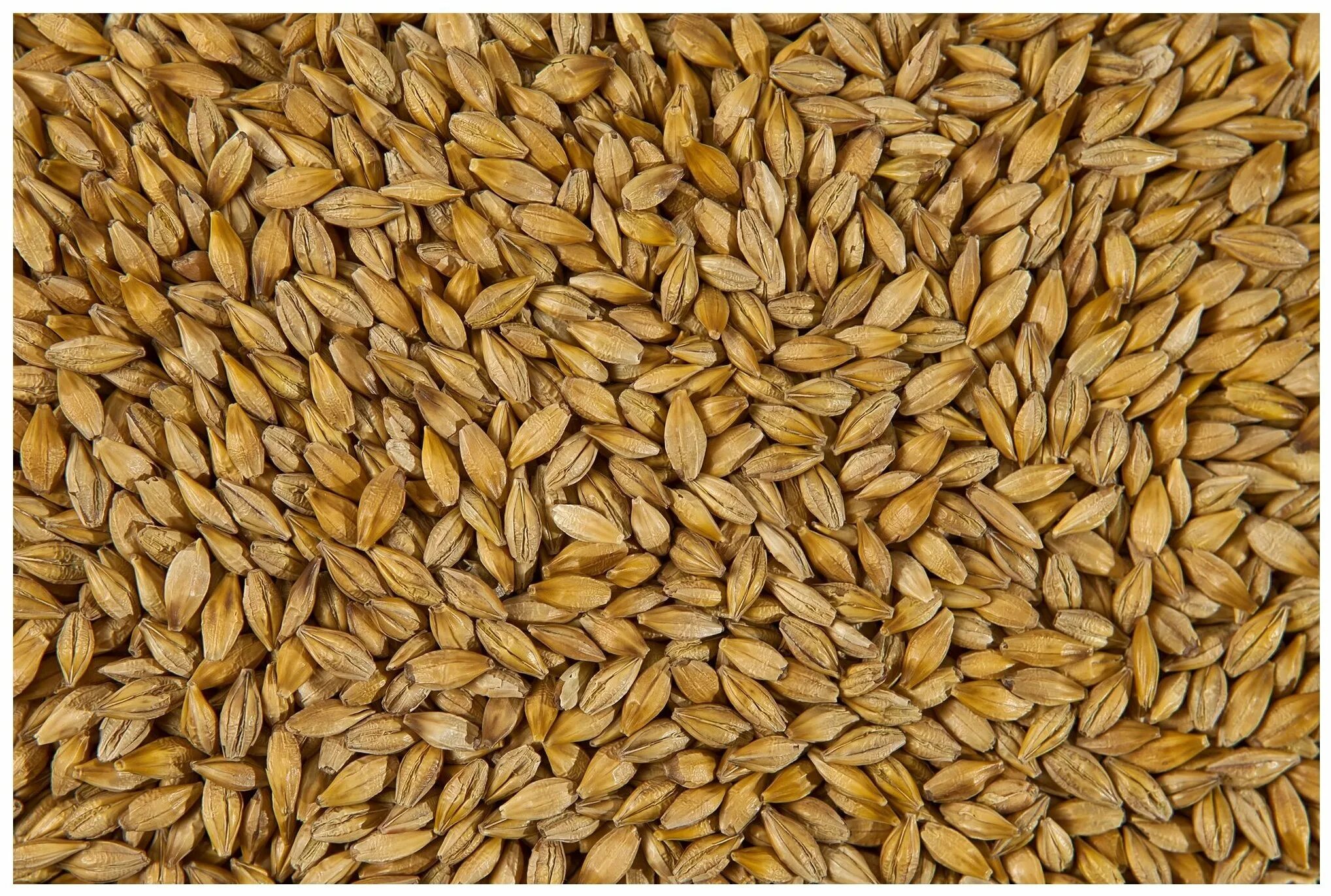 Ячмень грейс семена. Ячмень ядрица. Арпа ячмень. Ячмень квенч. Ячмень зерно.