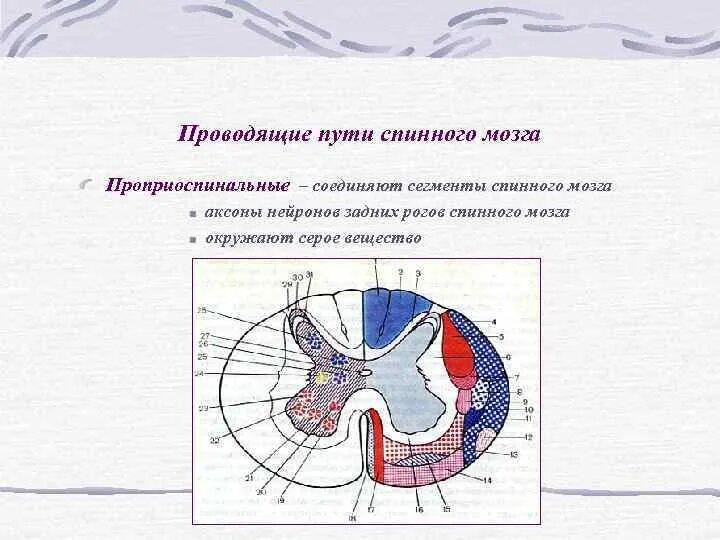 Проходящие пути спинного мозга. Проводящие пути спинного мозга схема. Строение проводящих путей спинного мозга. Проводящие пути спинного мозга таблица восходящие и нисходящие. Схема расположения проводящих путей в спинном мозге.