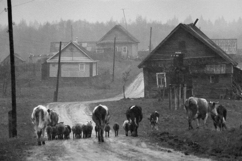 Сельское хозяйство в 30-е годы в СССР. Советская деревня 1960. СССР 70е деревня. Хлев в деревне СССР.