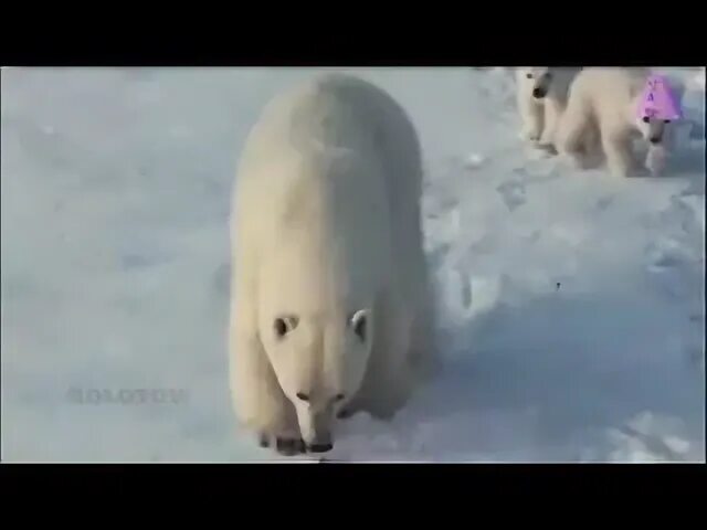 Заплутали мишки заплутали слушать