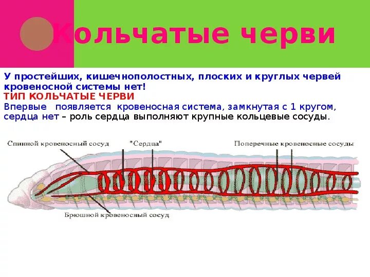 Форма кольчатых червей. Функции кровеносной системы кольчатых червей. Кровеносная система кольчатых червей схема. Тип кровеносной системы у кольчатых червей. Кровообращение кольчатых червей.