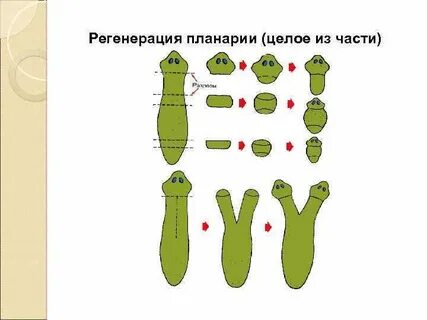 Размножение белой планарии