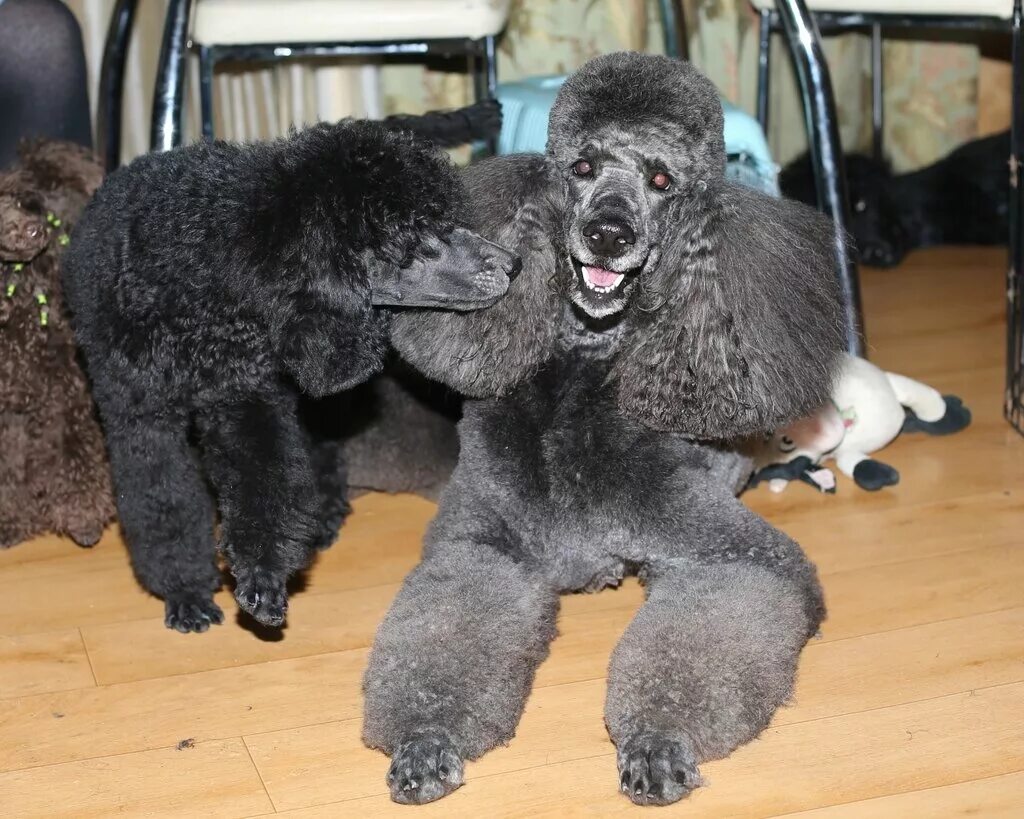 карликовый пудель размеры. карликовый пудель размер. карликовый пудель золотой. порода собак пудель карликовый. карликовый пудель.