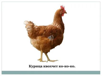 Кудахчущие куры