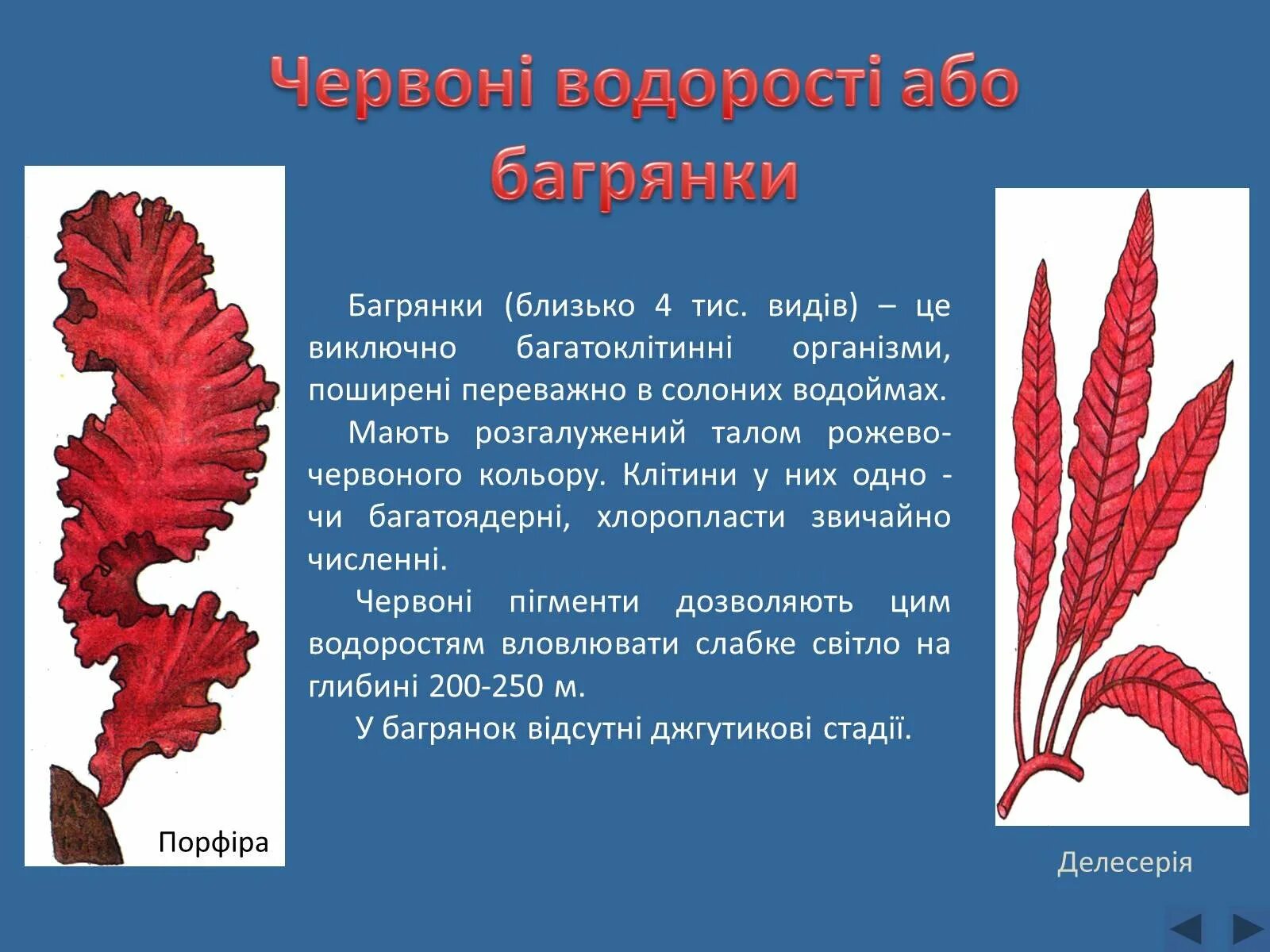 Багрянка водоросль