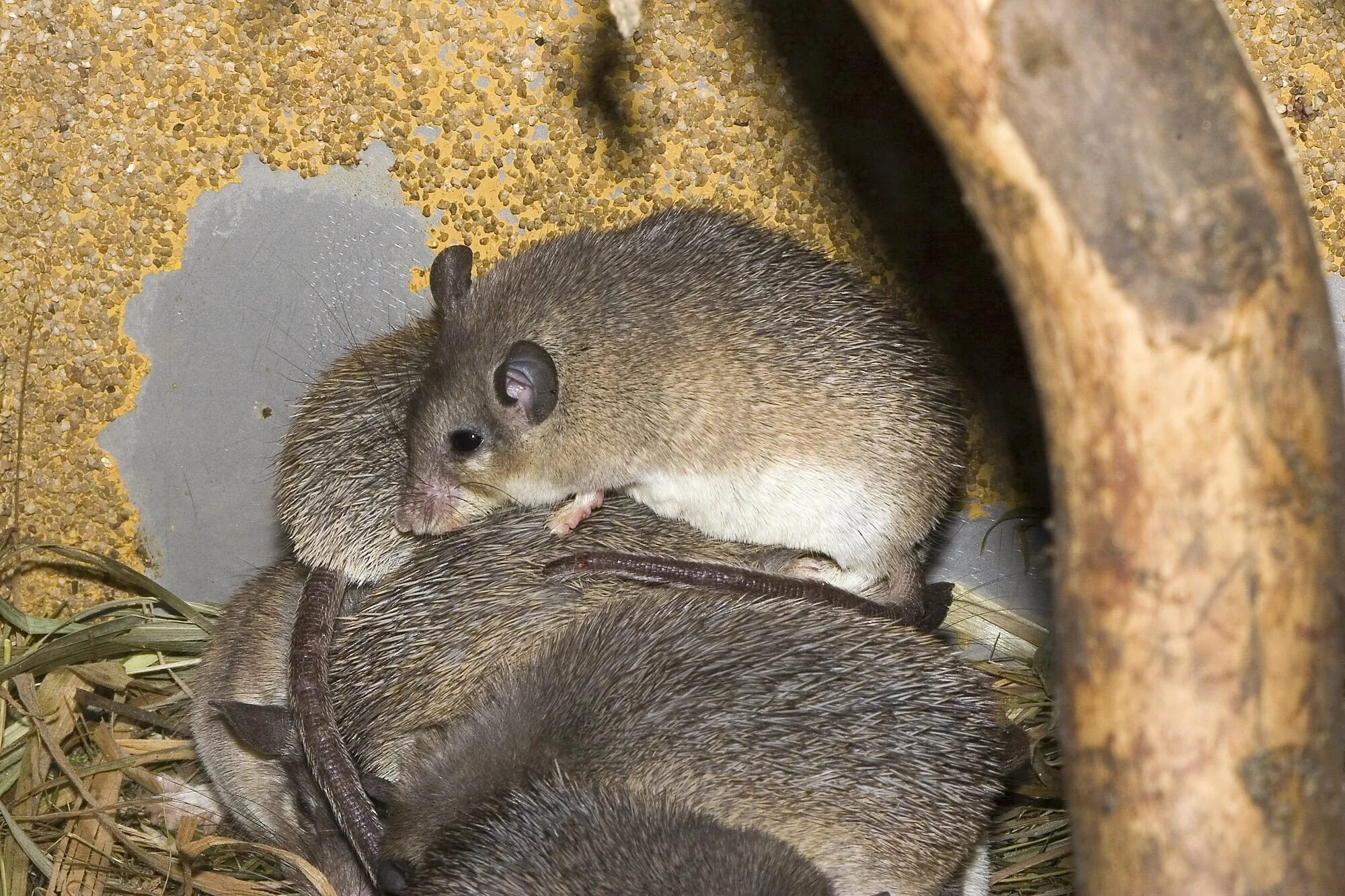 Класс мышиные