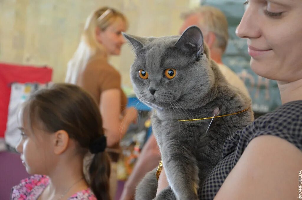 Выставка кошек. Выставка кошек Ставрополь. Выставка кошек в Перми 2021. Кошачья выставка Ставрополь.