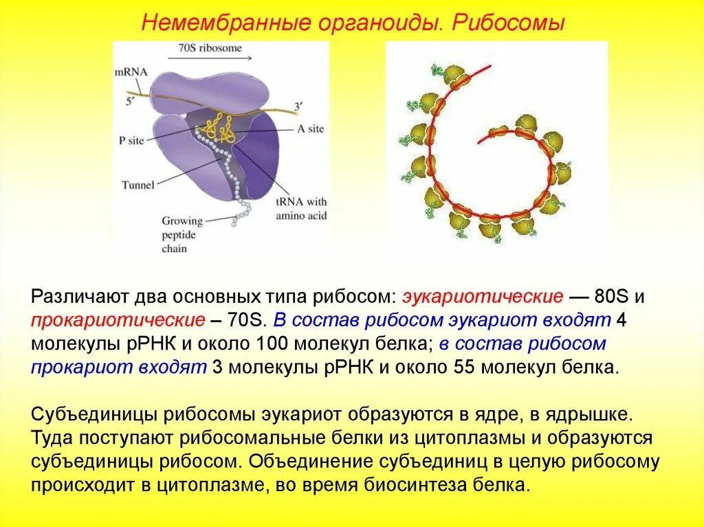 Клеточный центр состоит из двух субъединиц