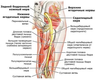 Ягодичная область слои мышц