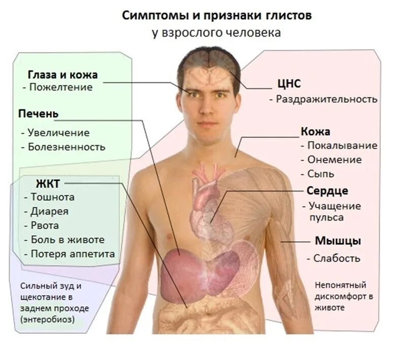Симптомы при глистах у взрослого человека