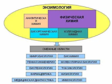 Медицинская энзимология