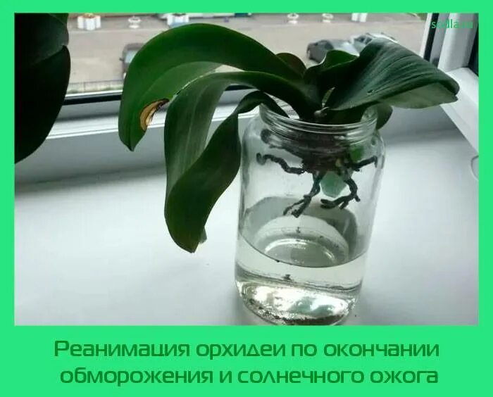 Как укоренить лист орхидеи