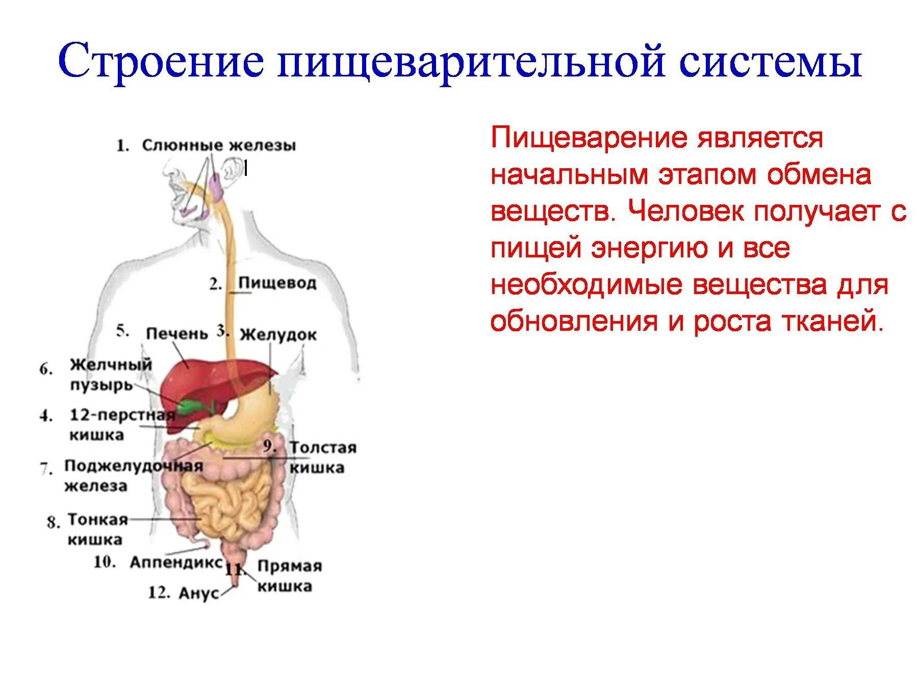 Система пищеварения схема. Функции пищеварительной системы анатомия. Строение органов пищеварительной системы человека. Общий план строения пищеварительной системы человека анатомия.