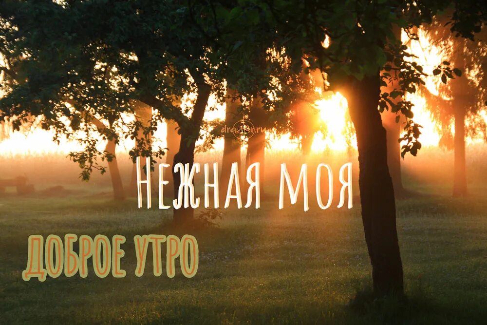 Доброе утро моя. Доброе утро любимая. Доброе утро любимой девушке. Доброе раннее утро. Доброе утро моя мала