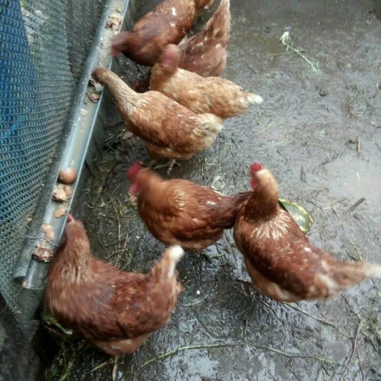 казан кабоб узбекистан. казанские курицы. кура в казани. курица в чугунке.