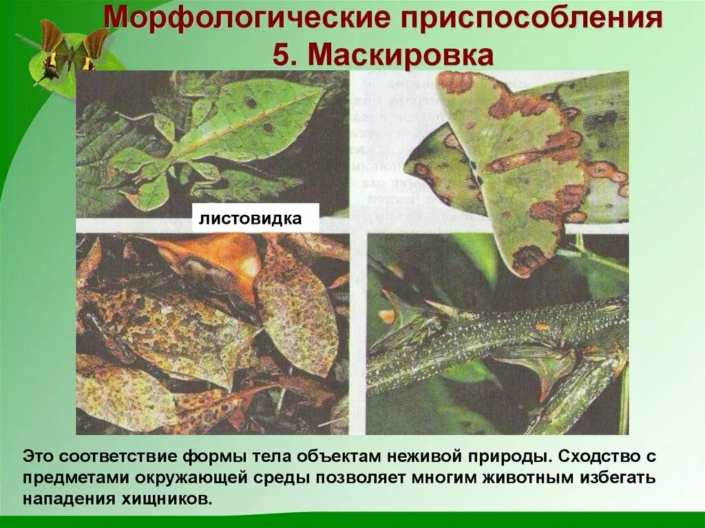 Маскировка примеры адаптации. Морфологическое приспособление маскировка. Морфологические приспособления животных. Приспособление маскировка у животных. Морфологические адаптации организмов.