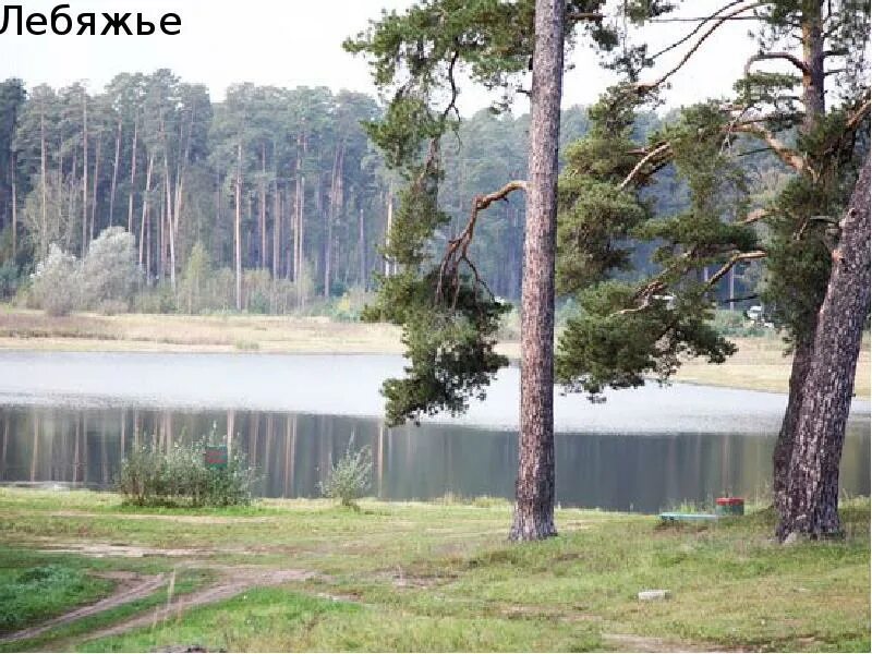 Лебяжье интернет. Лебяжье озеро казань. лесопарк лебяжье казань. озеро сухое лебяжье казань. казань озеро лебяжье 1 пляж лебяжье озеро.