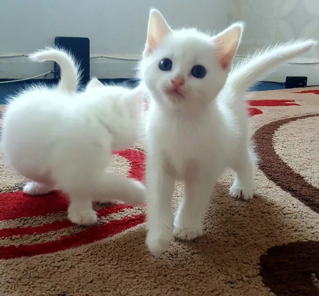 Кот живой купить. Турецкая ангора белая. Турецкая ангора кошка. Турецкая ангора кот белый. Турецкая ангорская кошка.