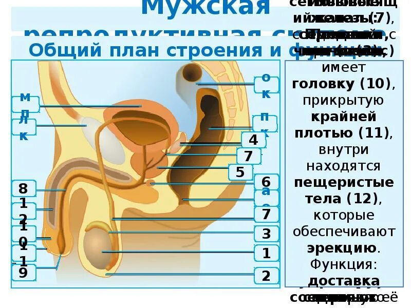 Мужская репродуктивная система. Строение мужской репродуктивной системы. План строения мужской репродуктивной системы. Общий план строения мужской репродуктивной системы.