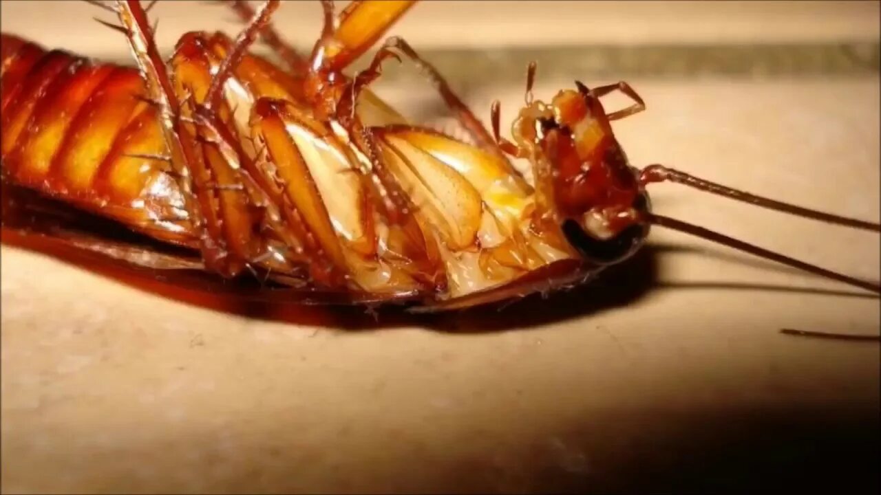 Cucaracha