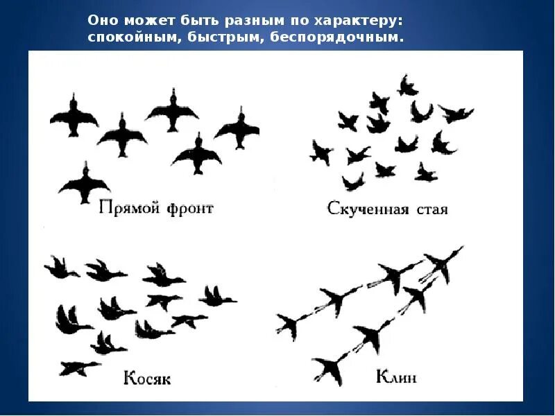 Ритм полет. Способы полета перелетных птиц. стая клин косяк птиц. ритмическое изображение летящих птиц. как летают птицы.