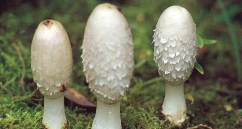Шампиньон головач. Лангерманния гигантская. Гриб головач мешковидный. Гриб головач внутри. Дождевик головач гигантский.