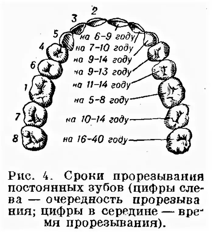 Все ли молочные зубы меняются на постоянные. Порядок прорезывания постоянных зубов схема. В каком порядке выпадают молочные зубы у детей схема. Какие молочные зубы выпадают у детей схема. Схема замены молочных зубов у детей.