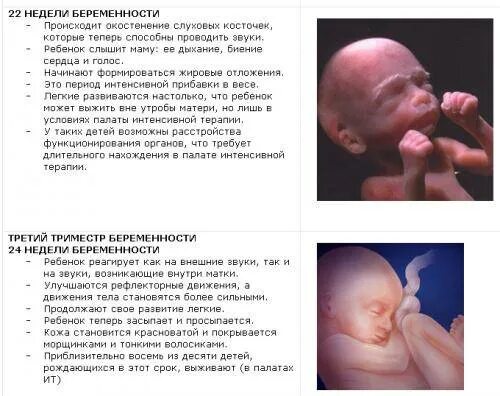 Почему на 24 недели. 24 Недели беременности вес и рост. Вес ребёнка на 24 неделе беременности. Вес плода в 24 недели. Весь плода на 24 неделе беременности.