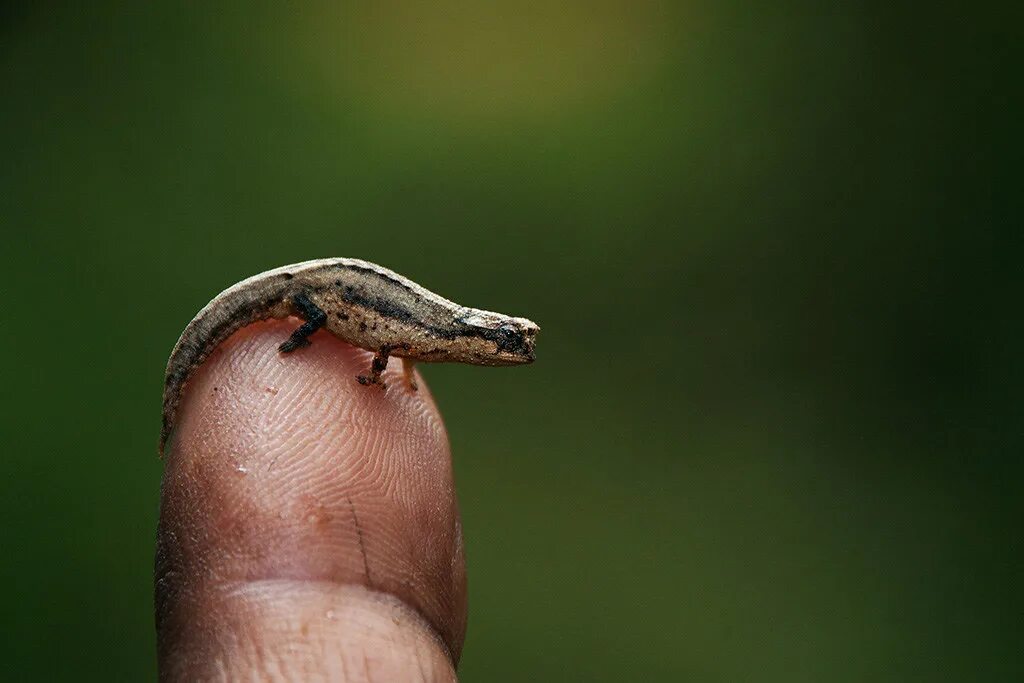 Брукезия малая (Brookesia minima). Хамелеон малая брукезия. Самое маленькое животное в мире. Самое маленькое млекопитающее на земле.