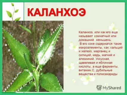 Каланхоэ цветок польза для здоровья человека