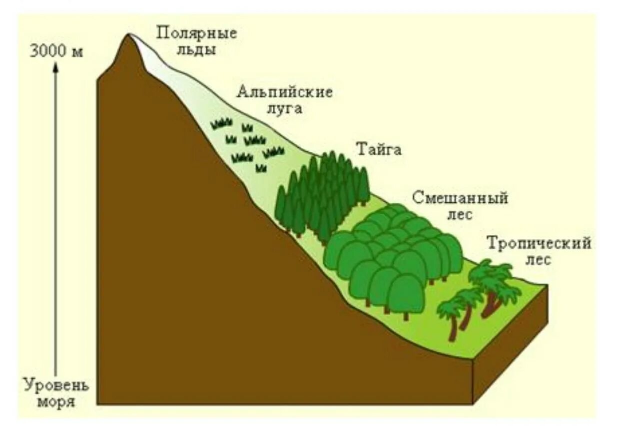 Высотная поясность и природный комплекс. Широтная зональность и Высотная поясность. Природные зоны ВЫСОТНОЙ поясности. Зона высокой поясности это.