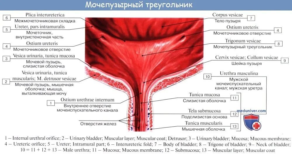 Строение мочевого пузыря мочеиспускательного канала. Слизистая оболочка мочевого пузыря строение. Строение мочевого пузыря латынь. Внутреннее строение мочевого пузыря анатомия. Треугольник Льето мочевого пузыря.