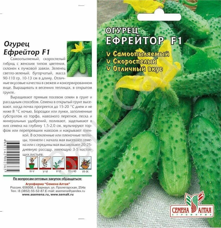 огурец кустовой. семена алтая лучшие сорта огурцов. семена алтая огурцы для открытого грунта. огурец сибирская смесь для открытого грунта. сорт огурцов кай.