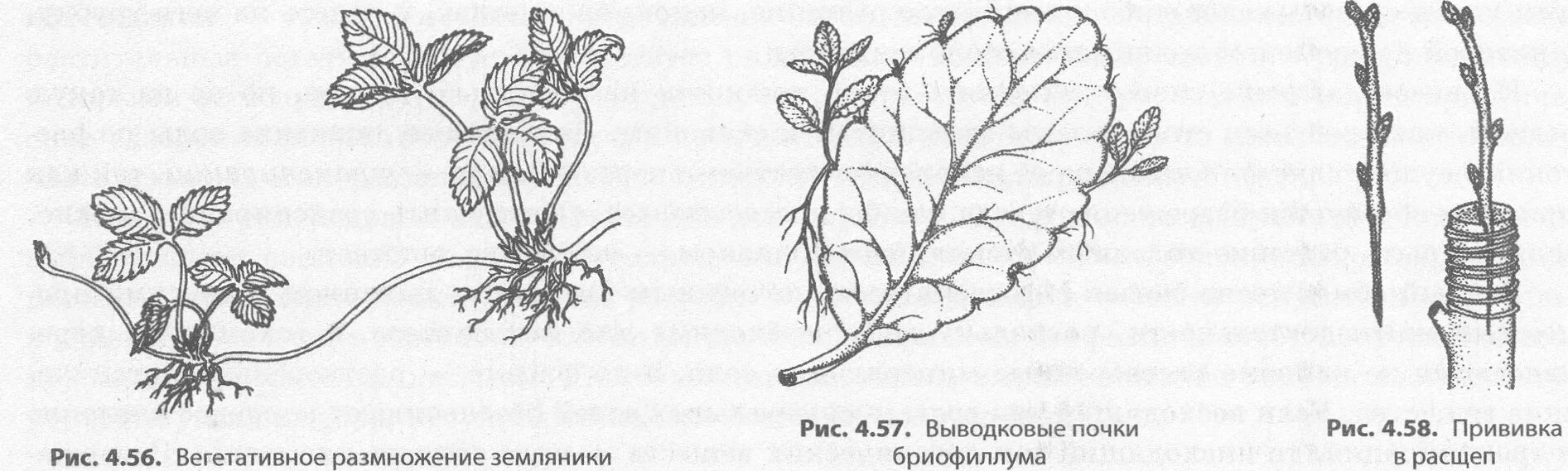 Процесс размножения листьев
