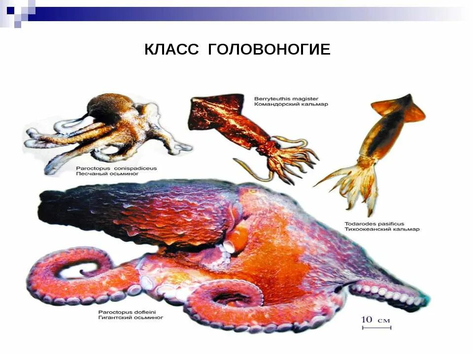 Отдел головоногие. Головоногие строение. Представители класса головоногие. Класс головоногие моллюски. Внешнее строение головоногих.