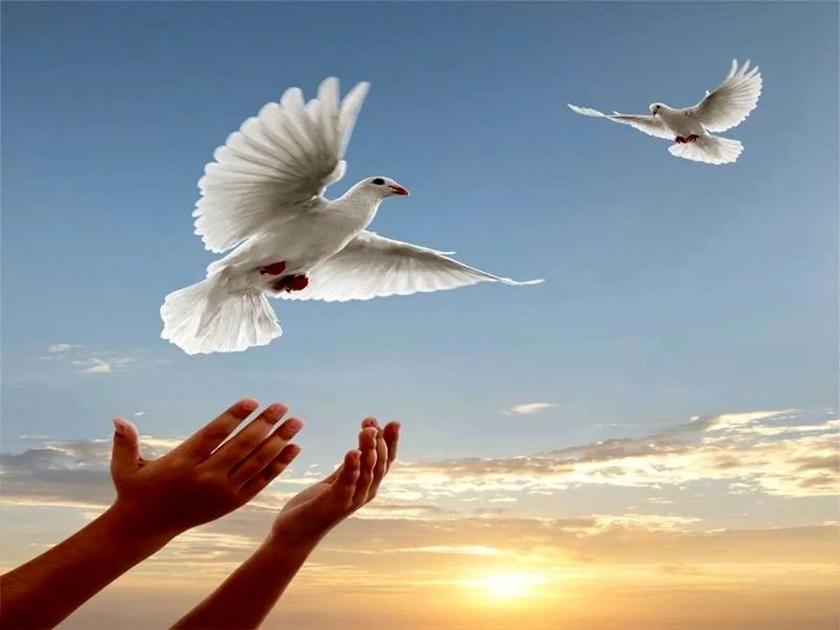 Я хочу чтобы небо было войны. Голуби в небе. Голубь улетает с руки. Мирное небо голуби. Белый голубь в руках.