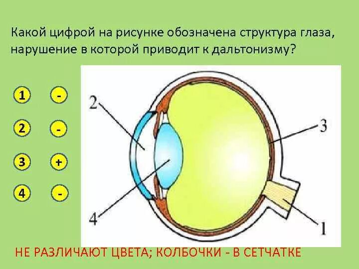 Роговица глаза схема. Строение глаза плакат. Какой цифрой обозначена структура глаза. Строение глаза без подписей.