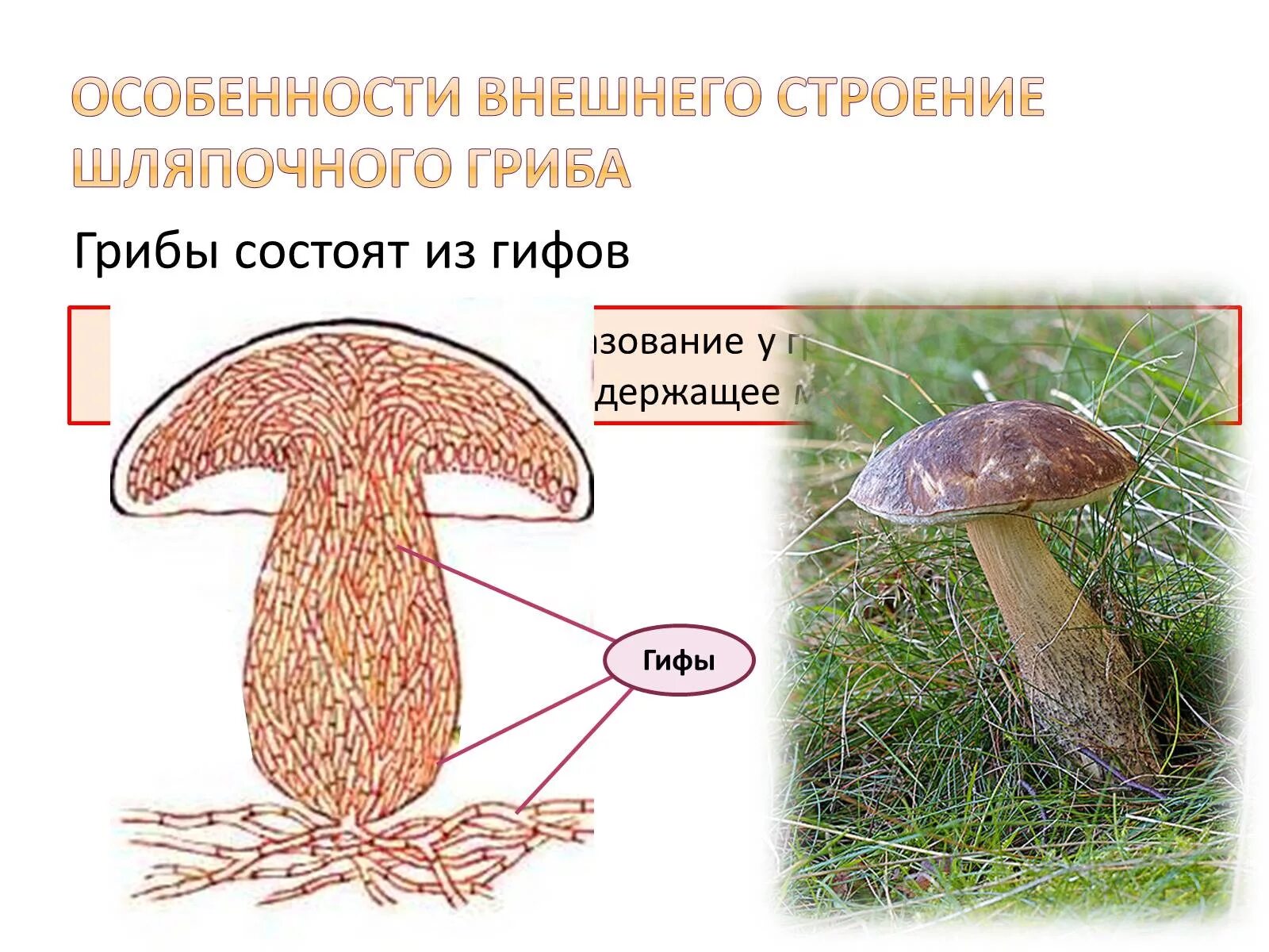 Что такое гифы в биологии. Строение шляпочных грибов. строение шляпочного гриба. строение мицелия шляпочных грибов. строение шляпочного гриба гифы.