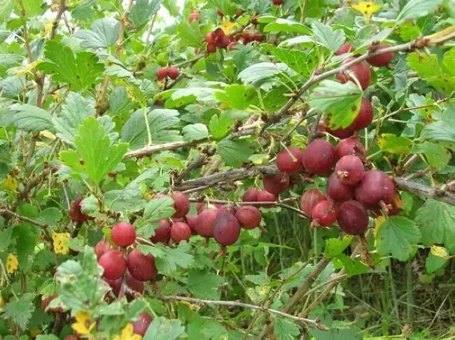 Крыжовник хиннонмаки ред. Крыжовник сорт консул. Крыжовник бесшипный консул. Крыжовник сенатор описание сорта фото отзывы. Крыжовник консул красный.