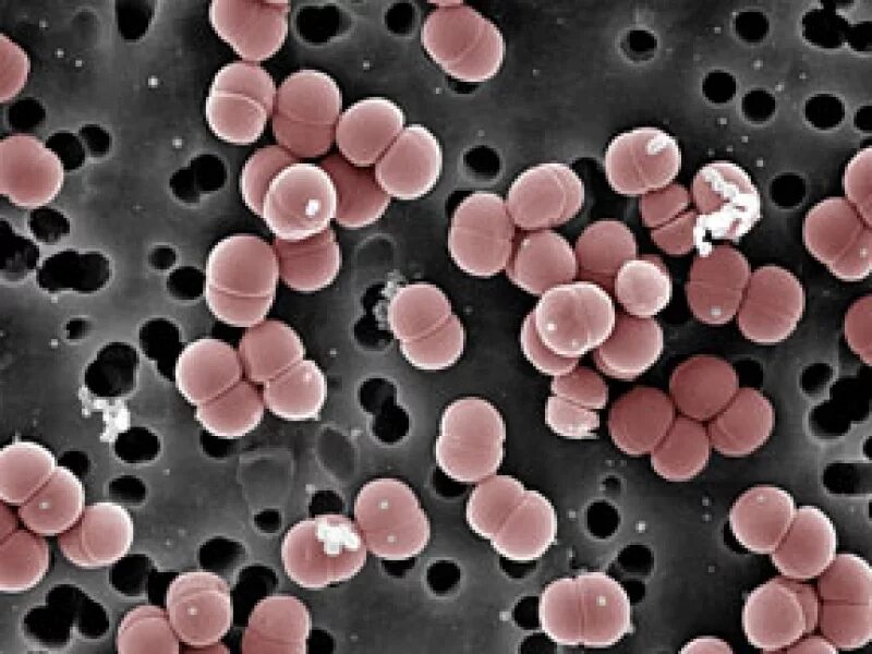 Enterococcus l3
