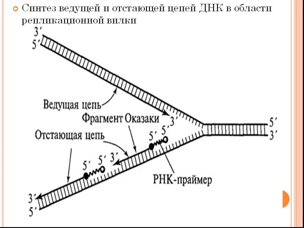 Направление матричной цепи днк. Репликация ДНК лидирующая и отстающая цепи. Репликация ДНК лидирующая цепь. Репликация ДНК Цепочки. Репликация ДНК ФРАГМЕНТЫ Оказаки.