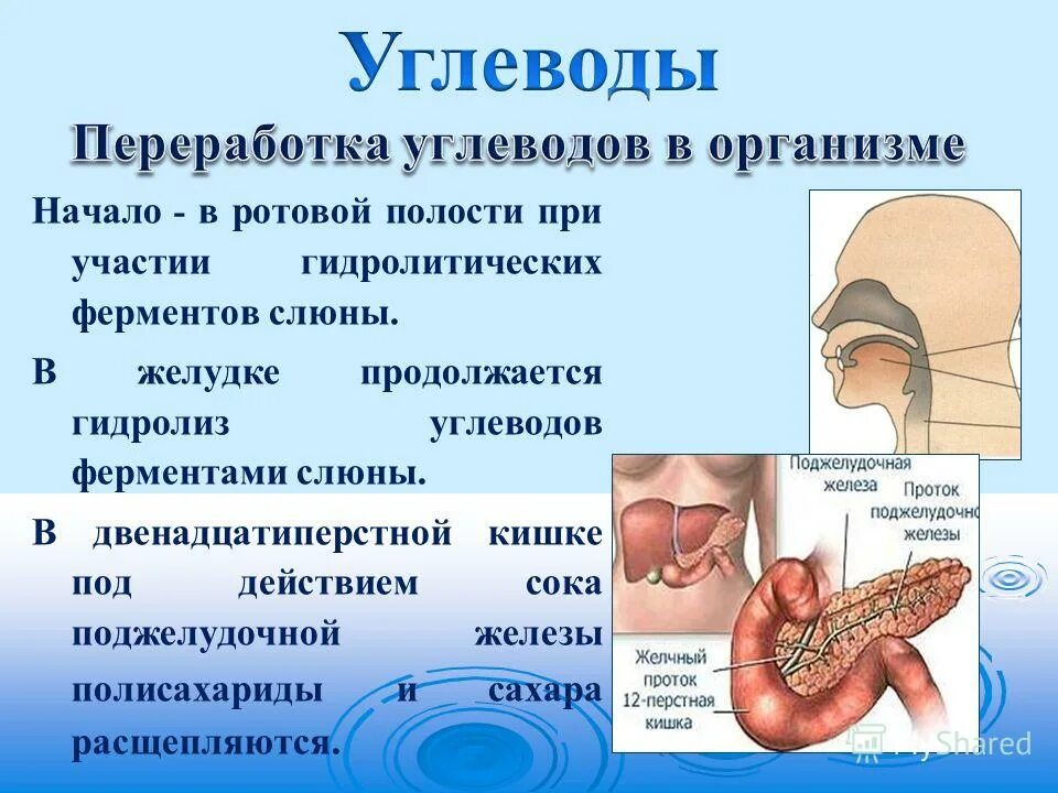 Углеводы расщепляются в ротовой полости. Гидролиз углеводов в ротовой полости. Переваривание углеводов в ротовой полости. Что расщепляется в ротовой полости.